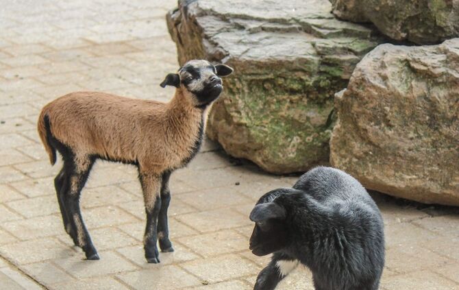 KW_15c_Kindersegen_auf_dem_Schaubauernhof_12.04.2017_Bild_4_3