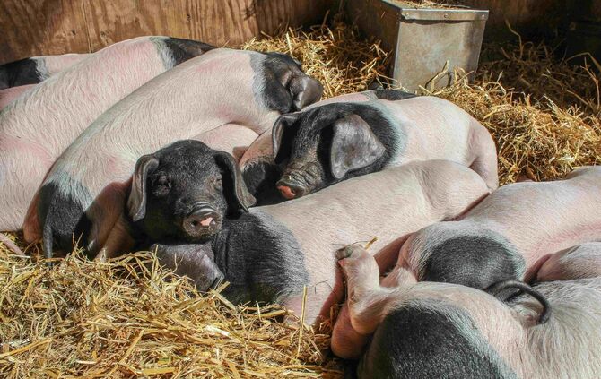 KW_15c_Kindersegen_auf_dem_Schaubauernhof_12.04.2017_Bild_5_4