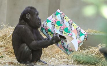 KW_52a_Weihnachtsfreude_bei_Menschenaffen_25.12.2017_Bild_6_0