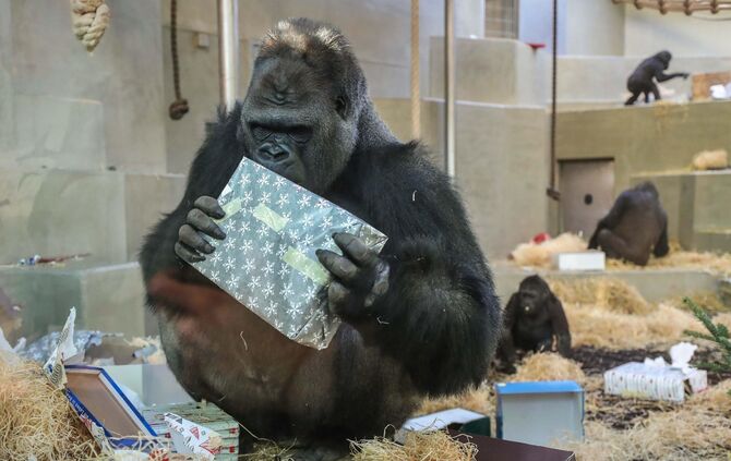 KW_52a_Weihnachtsfreude_bei_Menschenaffen_25.12.2017_Bild_4_4