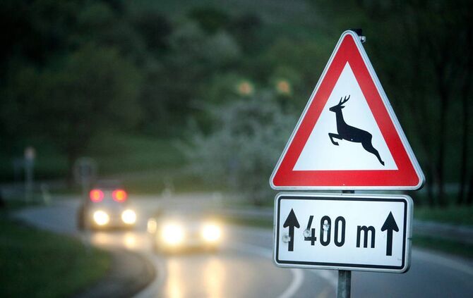 Featurebild Wildwechsel Wildunfall Unfall Hirsch Wild