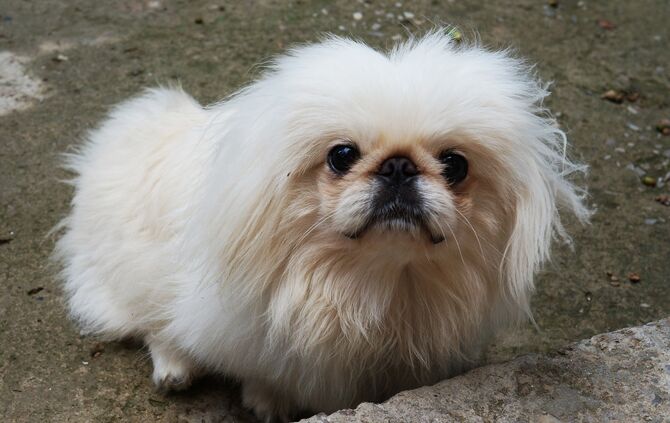 Pekinese Hund Symbol symbolbild symbolfoto