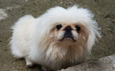 Pekinese Hund Symbol symbolbild symbolfoto