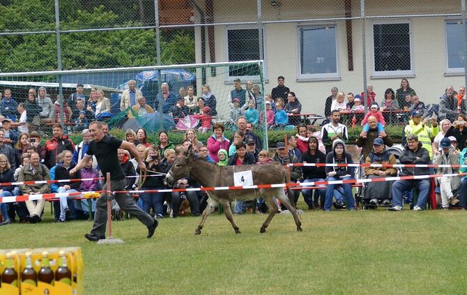 Eselrennen Hößlinswart - Bild 09_8