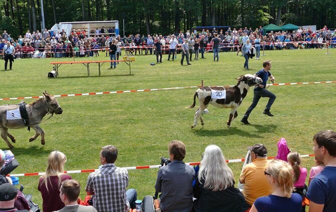 Eselrennen Hößlinswart - Bild 14_13