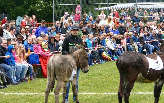 Eselrennen Hößlinswart - Bild 19_18