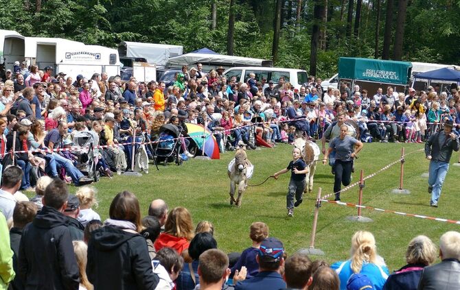 Eselrennen Hößlinswart - Bild 20_19