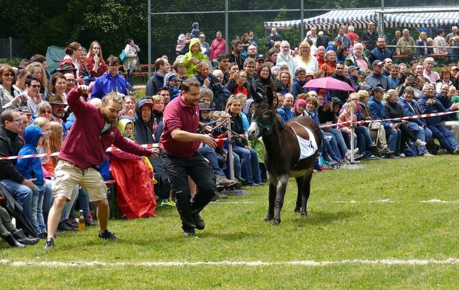 Eselrennen Hößlinswart - Bild 21_20