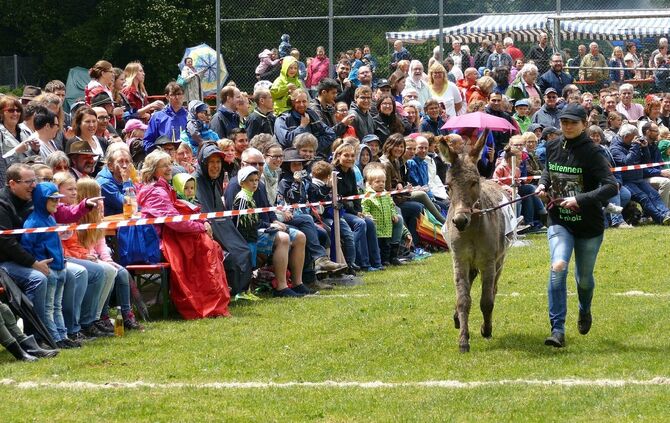 Eselrennen Hößlinswart - Bild 27_26