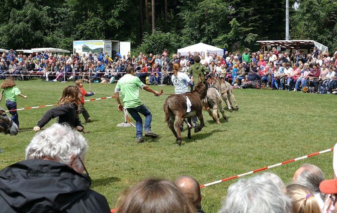 Eselrennen Hößlinswart - Bild 28_27