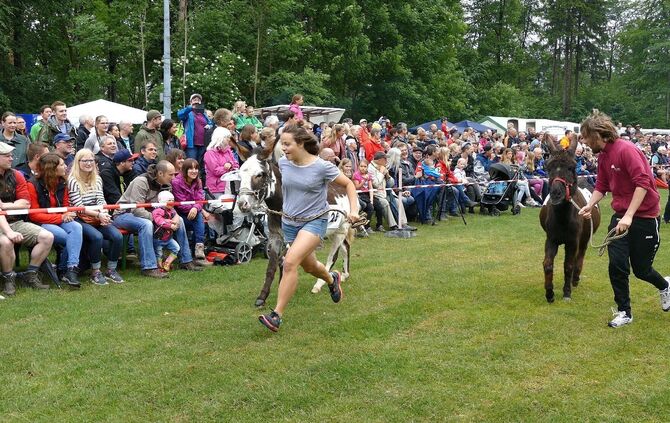 Eselrennen Hößlinswart - Bild 31_30