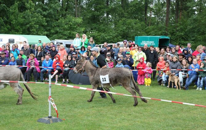 Eselrennen Hößlinswart - Bild 34_33