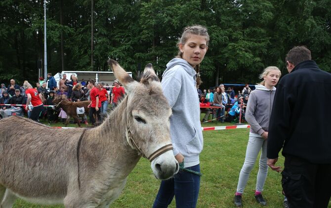 Eselrennen Hößlinswart - Bild 35_34