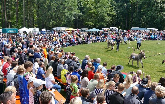 Eselrennen Hößlinswart - Bild 39_38