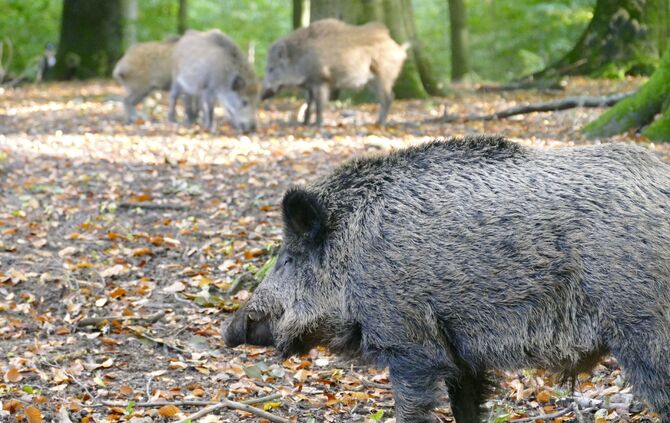 Wildschwein  wild symbol symbolbild symbofoto