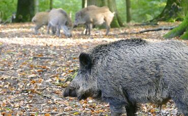 Wildschwein  wild symbol symbolbild symbofoto