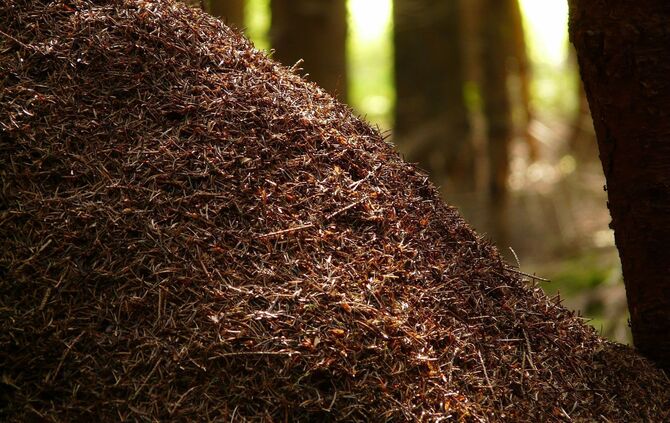 wood-ants-4194_1920_0