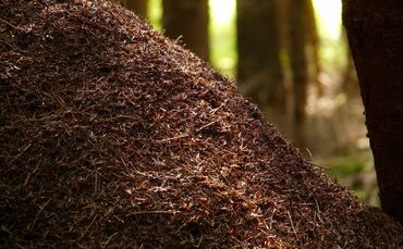 wood-ants-4194_1920_0