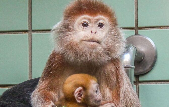 Haubenlanguren in der Wilhelma_0