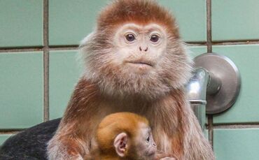 Haubenlanguren in der Wilhelma_0