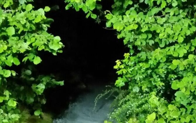 Weiße Flüssigkeit auf dem Glaitenbach_4