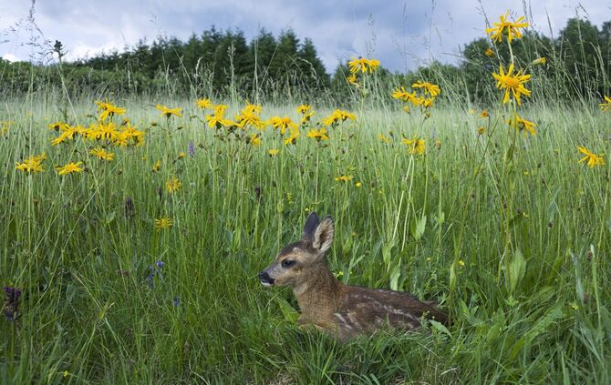 Reh, (Capreolus capreolus), roe