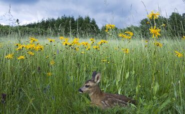 Reh, (Capreolus capreolus), roe