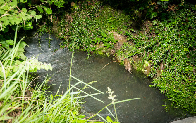 Farbe im Bach? - Bild 21_10