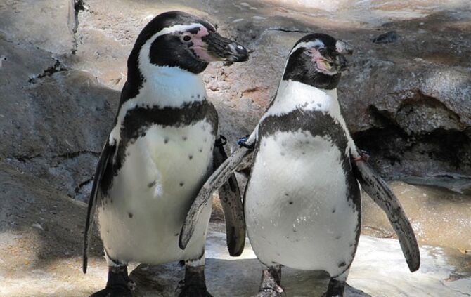 penguin-pair-1975157_640_0