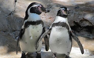 penguin-pair-1975157_640_0