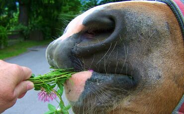horse-jaw-775221_1920_0