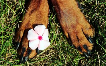 paws-1611629_1920_0