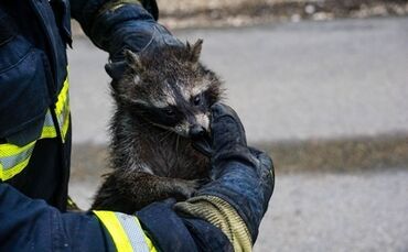 Goeppingen: Waschbaer loest Feuerwehreinsatz aus
