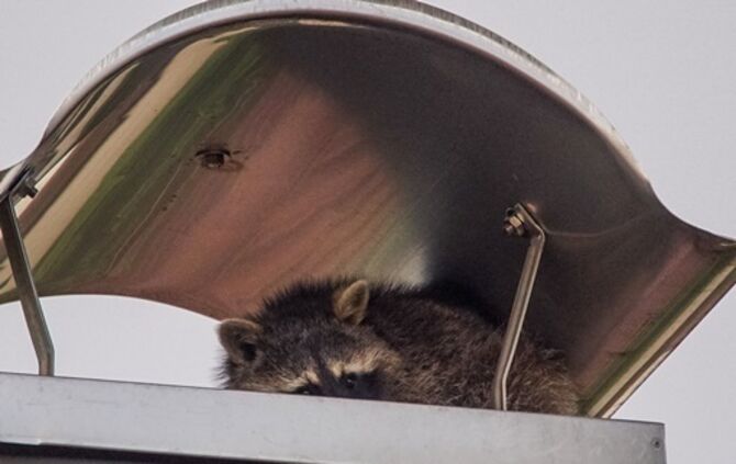 Goeppingen: Waschbaer loest Feuerwehreinsatz aus