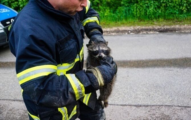 Goeppingen: Waschbaer loest Feuerwehreinsatz aus