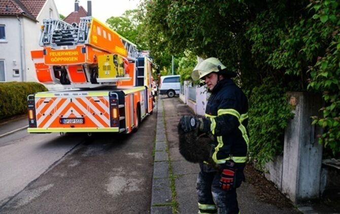 Goeppingen: Waschbaer loest Feuerwehreinsatz aus