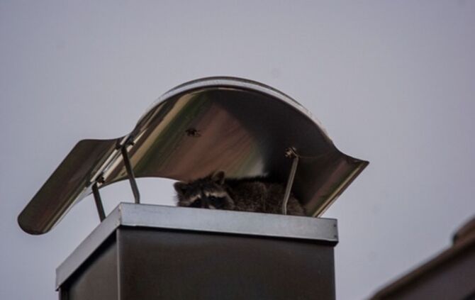 Goeppingen: Waschbaer loest Feuerwehreinsatz aus