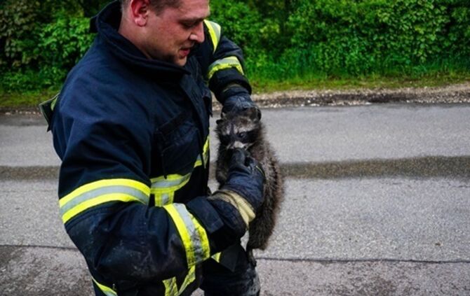 Goeppingen: Waschbaer loest Feuerwehreinsatz aus