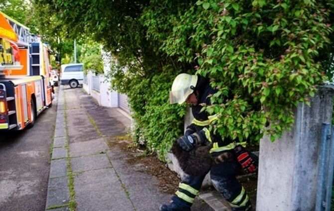 Goeppingen: Waschbaer loest Feuerwehreinsatz aus