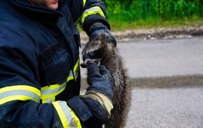 Goeppingen: Waschbaer loest Feuerwehreinsatz aus