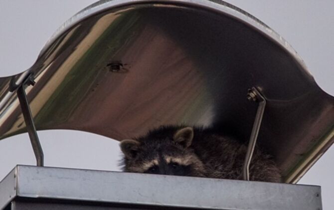 Goeppingen: Waschbaer loest Feuerwehreinsatz aus