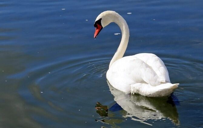 swan-335911_640_0