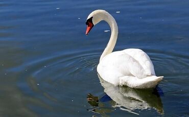swan-335911_640_0