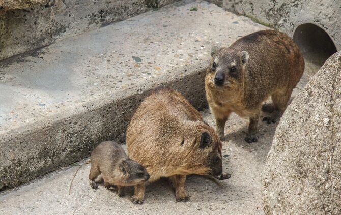 KW_33a_Klippschliefer_mit_Nachwuchs_16.08.2017_Bild_3_0