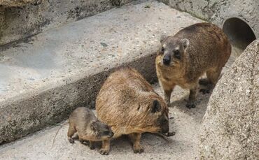 KW_33a_Klippschliefer_mit_Nachwuchs_16.08.2017_Bild_3_0