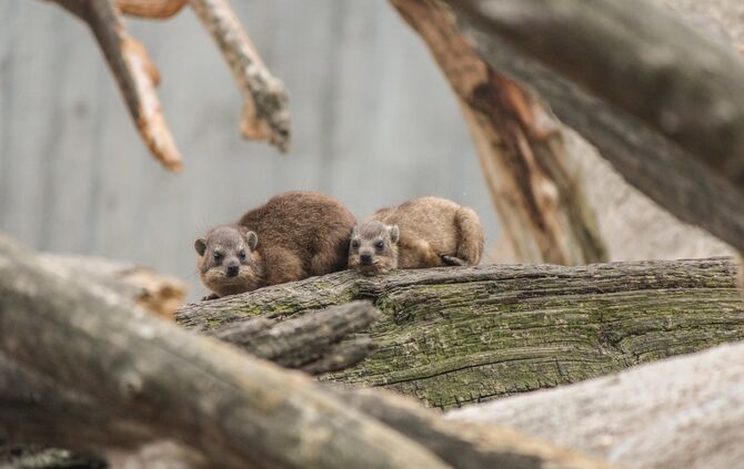KW_33a_Klippschliefer_mit_Nachwuchs_16.08.2017_Bild_6_1