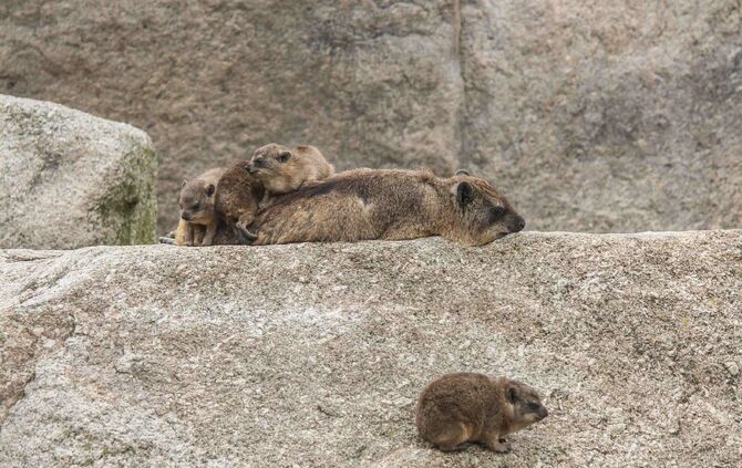 KW_33a_Klippschliefer_mit_Nachwuchs_16.08.2017_Bild_4_2