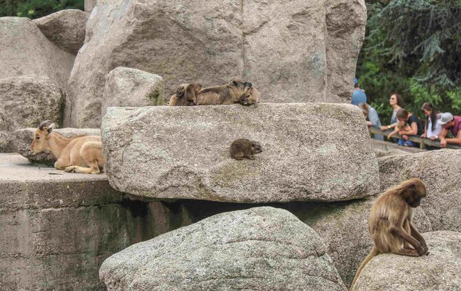 KW_33a_Klippschliefer_mit_Nachwuchs_16.08.2017_Bild_1_3