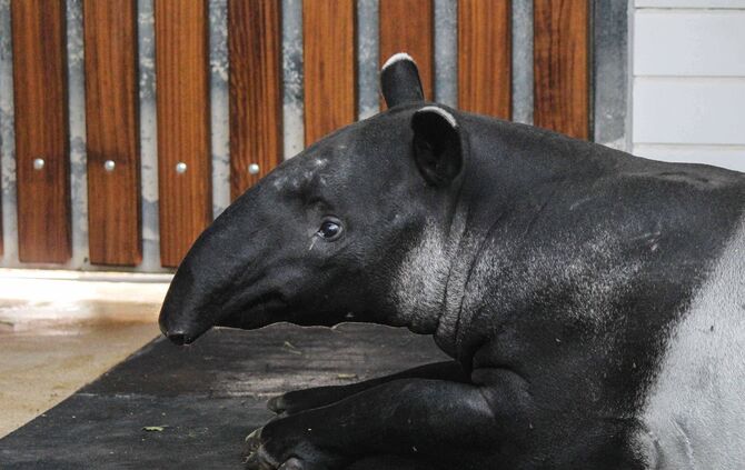 Schabrackentapir_0