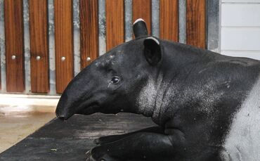 Schabrackentapir_0